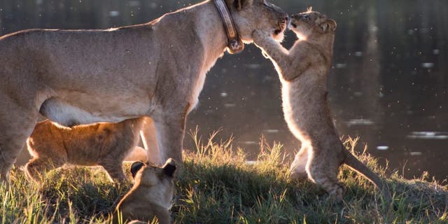 This adorable image shows a sweet little lion club grabbing its mom for cuddles and even planting a sweet kiss of the big cat's nose. (Credit: SWNS)