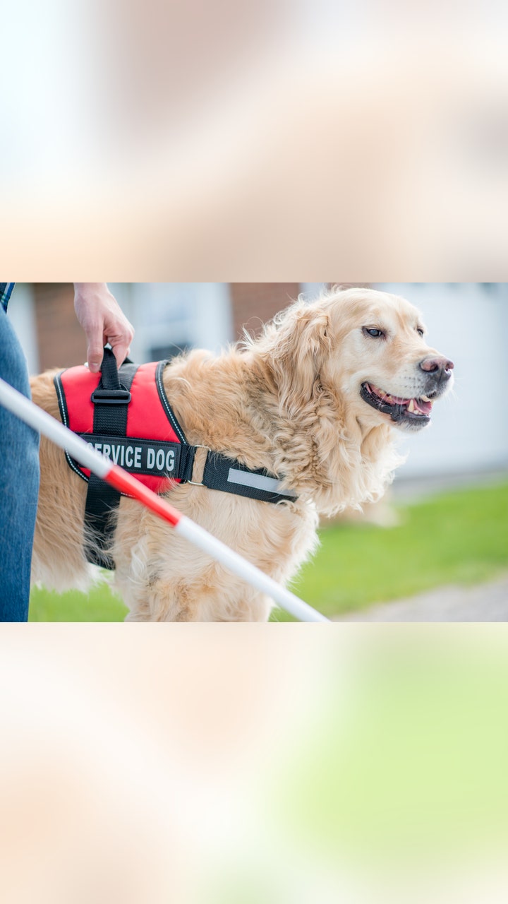 Free Service Dog Training: Unlock Life-Changing Skills