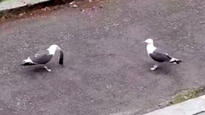 Fox News Flash top headlines for July 9