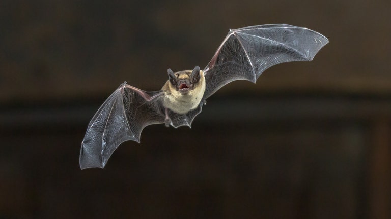 Utah officials warn public about bats following numerous home infestations
