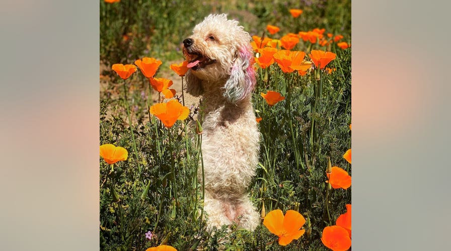 Dogs training to sniff out coronavirus in Britain