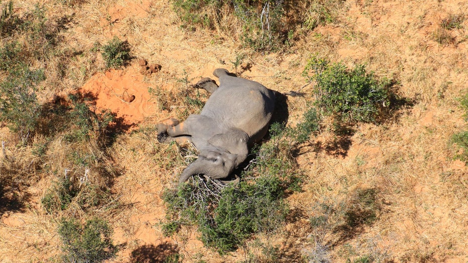 'Catastrophic' elephant deaths mystery: Hundreds have dropped dead in