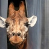 A giraffe pokes its head out from its enclosure at Blair Drummond Safari Park, near Stirling, Scotland, June 29, 2020. 