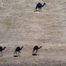 Camels walk near the West Bank village of Al Fasayil, in the Jordan Valley, June 30, 2020. 