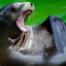 A sea lion yawns as it rests in its enclosure at the zoo in Berlin, Germany, July 7, 2020.
