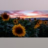 Sunflowers stand in a field in Frankfurt, Germany, July 20, 2020.
