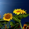 Sunflowers grow in a field near Mamming, Germany, July 28, 2020. 