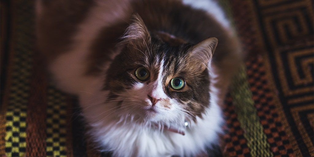 Hero cat in Mississippi helped prevent a robbery, possibly even saved a man's life - Vimarsana News
