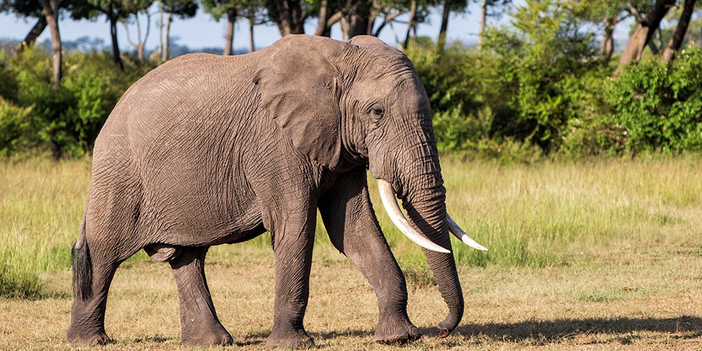 Kenya Elephant Population Has More Than Doubled In Last Three Decades Officials Say Fox News