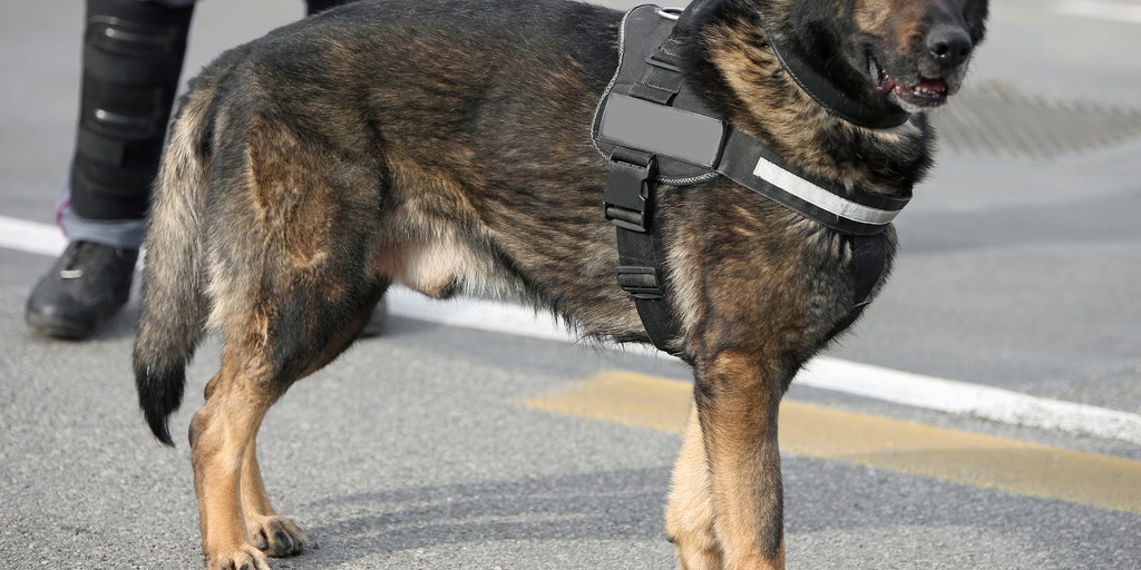 Dubai Police K9 Unit 2025