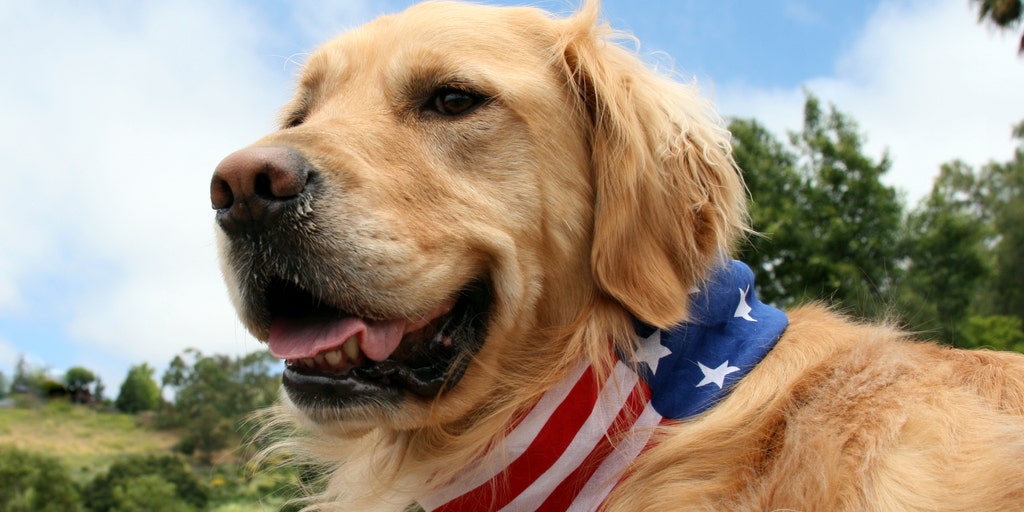 gop dog collar