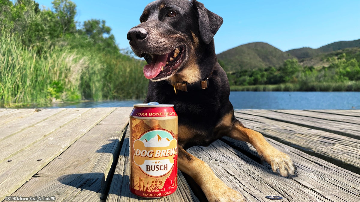 Busch Dog Brew is bone broth that the brewer said has lots of nutrients and a dog-friendly flavor. (Busch Beer)
