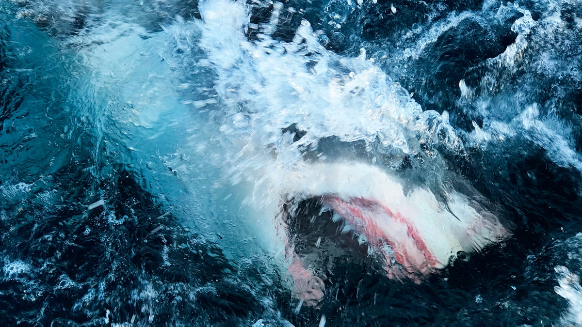Shark