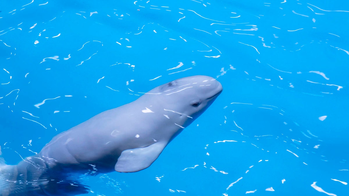 The beluga whale calf was described as "energetic." (©Shedd Aquarium/Brenna Hernandez)