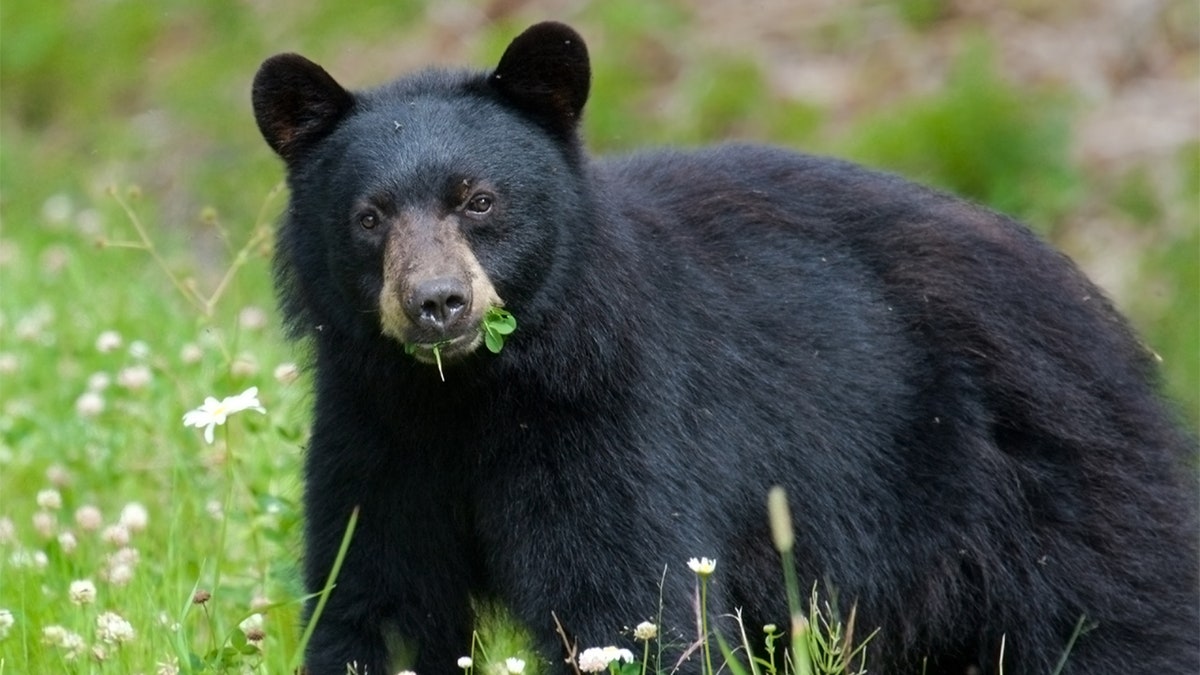 Black Bear eating clover