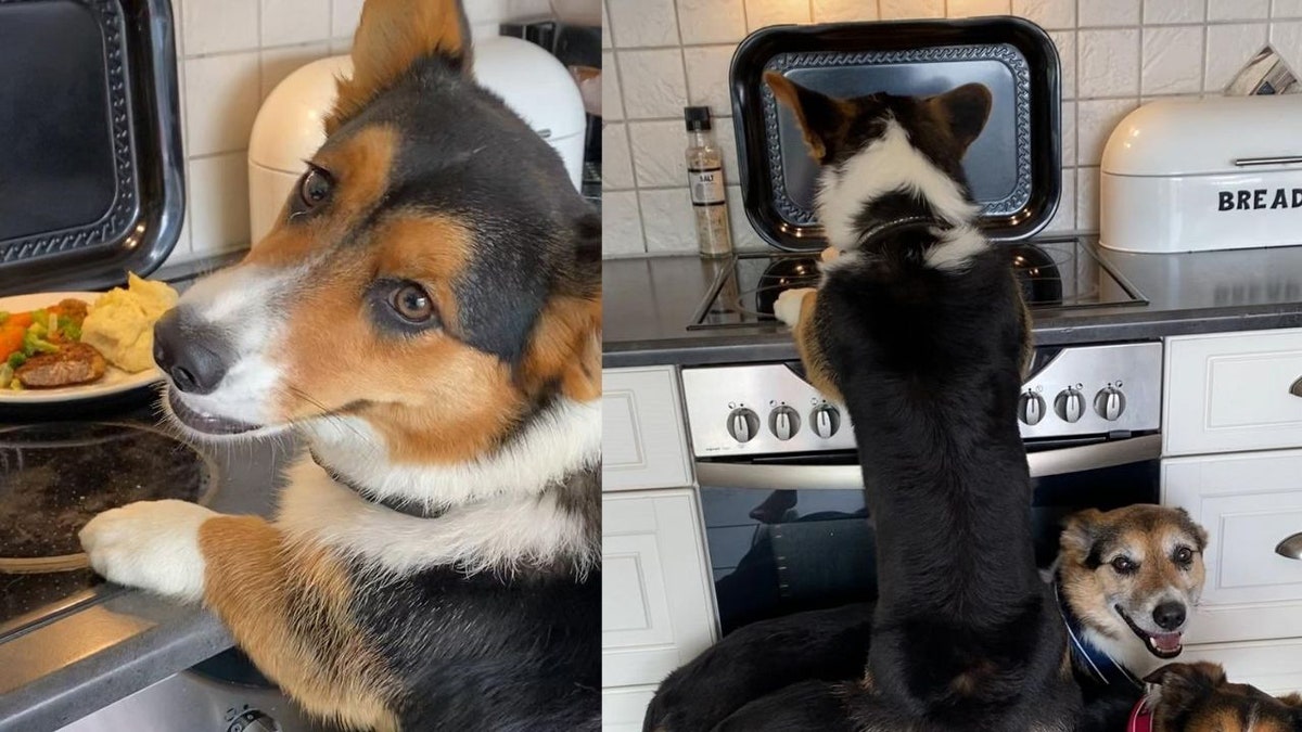 These three dogs were caught working together to steal leftovers from the kitchen counter. (SWNS)