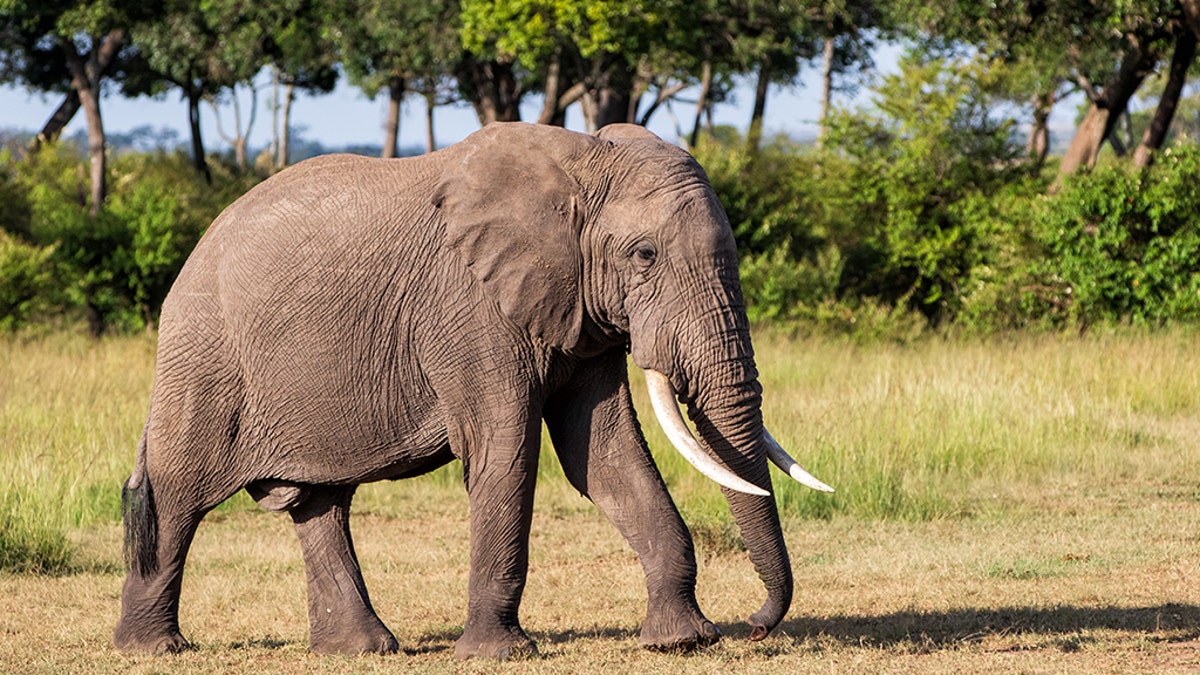 Elephant bull walking in the Masai Mara Game Reserve in Kenya.