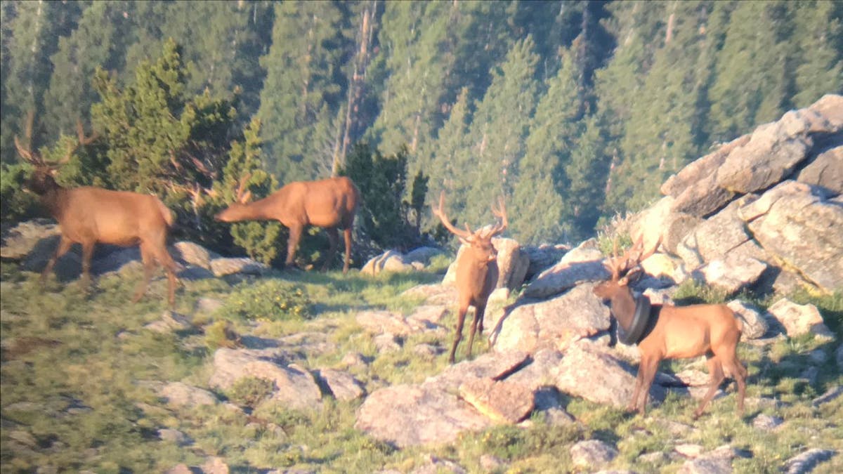 The elk was first spotted with a tire around its neck in July of 2019. (Colorado Parks and Wildlife)