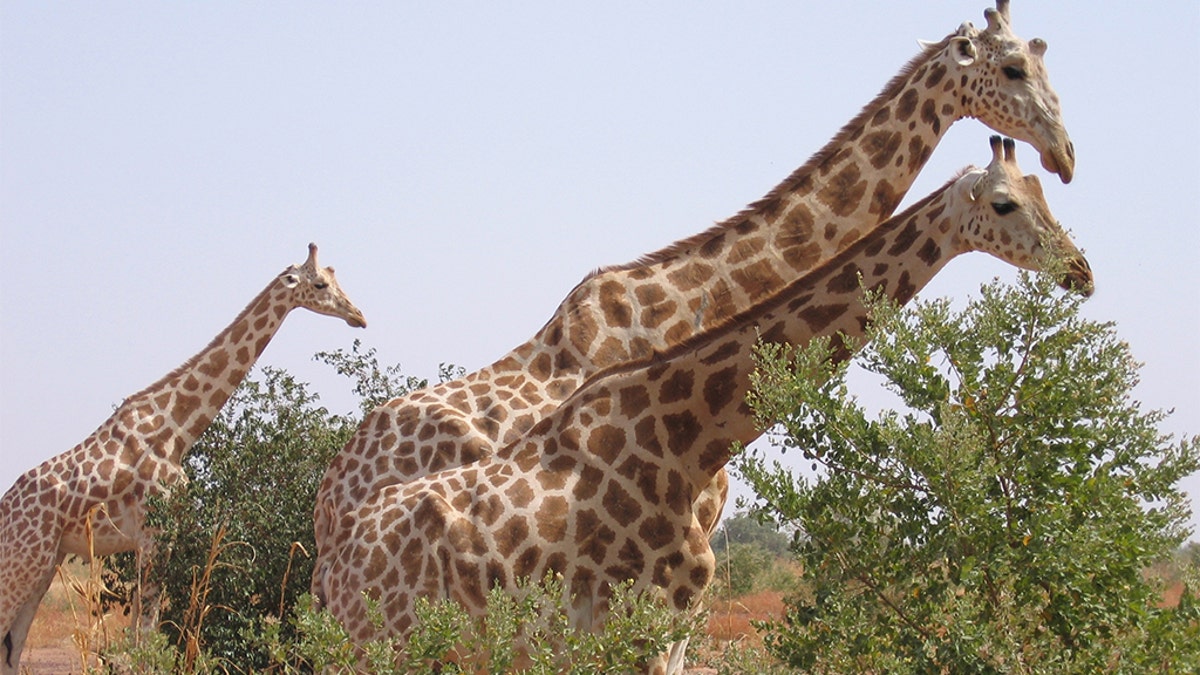 A picture taken on August 14, 2010 in Koure, next to Niamey shows Giraffes walking in the bush. Two giraffes among the last ones in Western Africa, surviving in the south-west of Niger were victim of poaching for the first time in 20 years according to Niger's environment and wildlife officials.