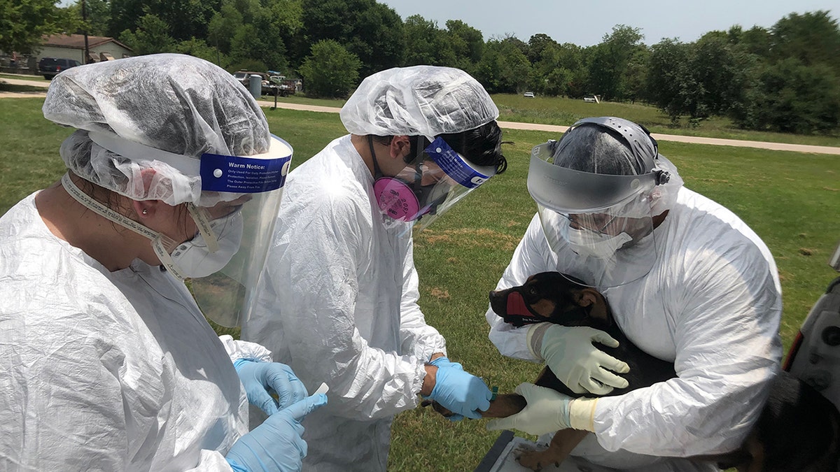 Samples are collected from Daisy by field research team members (from left) research associate Lisa Auckland, postdoctoral associate Italo Zecca (MPH, PhD), and doctoral student Edward Davila.