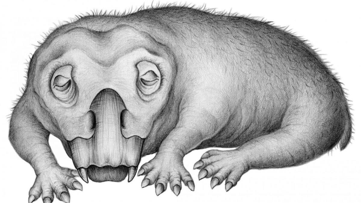 Life restoration of Lystrosaurus in a state of torpor. (Credit: Crystal Shin)