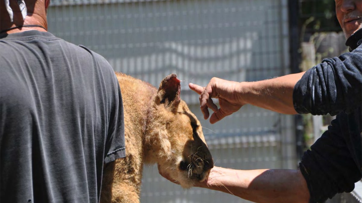 The juvenile cats seized Monday include Nala, a lion cub who was suffering from a respiratory infection during a June inspection of the zoo, according to authorities. (USDA)