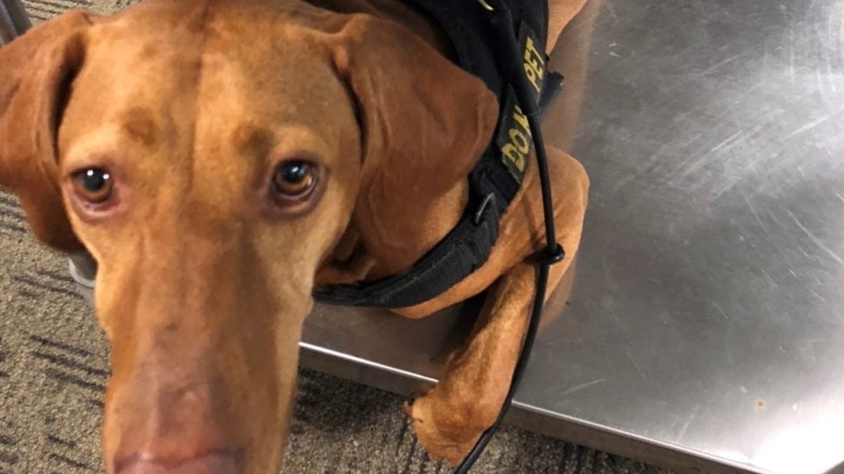 Kaijla is a TSA dog working in Hawaii. (TSA)