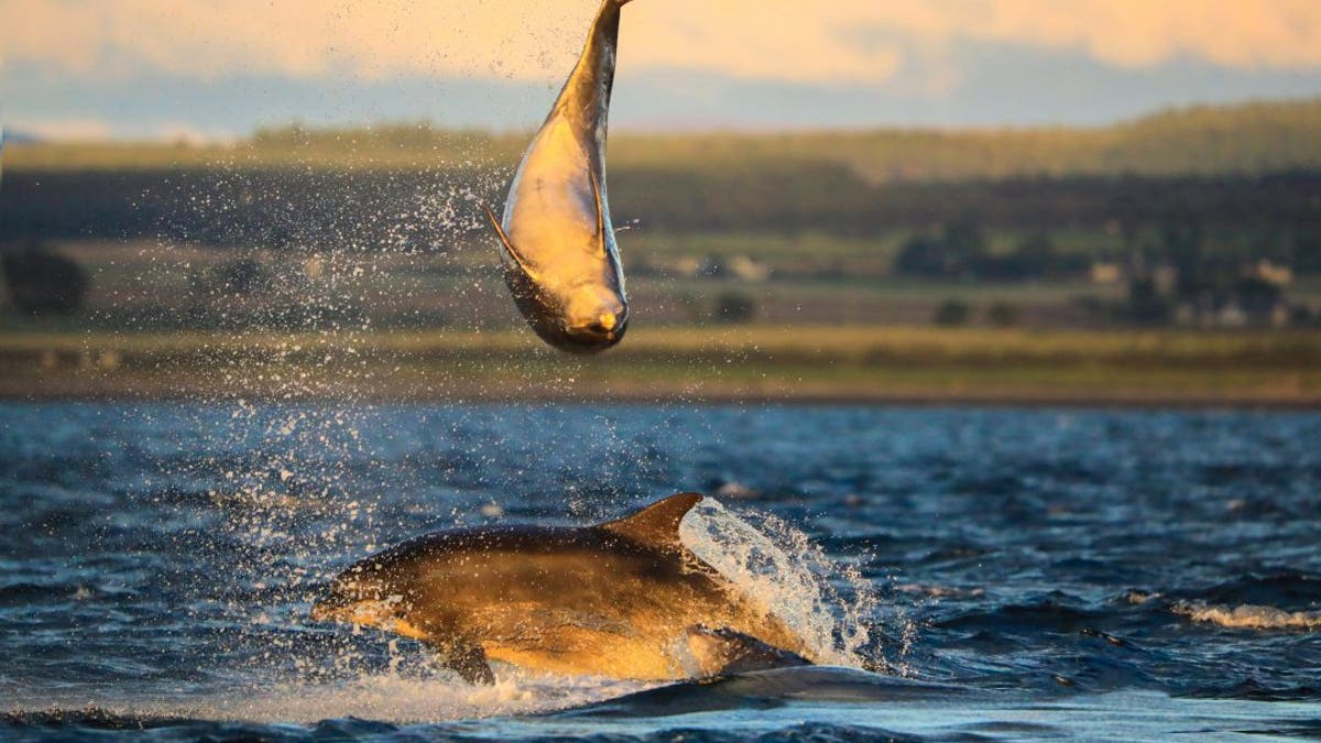 Dolphins spotted 'playing volleyball' off Scottish coast