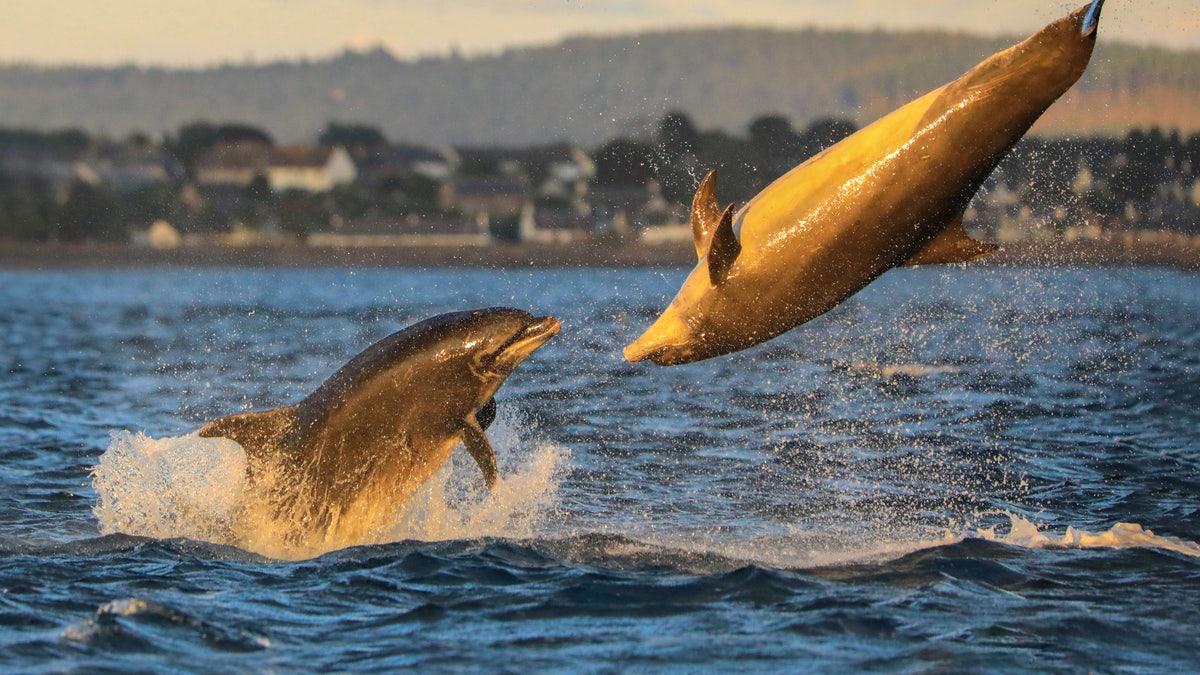 The two animals seem to be having a wonderful time illuminated in the orange evening light, as they leap from the water and soar high into the air. And one of the dolphins, in particular, is really putting on a show - leaping about three feet above the surface of the water. (Credit: SWNS) 