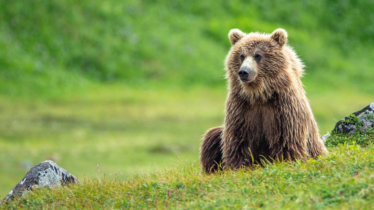 Brown Bear (Ursus Arctos) in grass