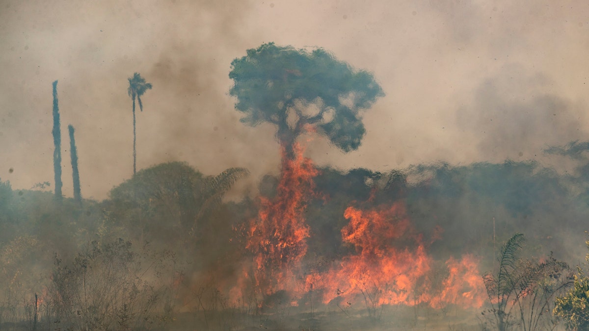 Flames travel along the floor of a field near Novo Progresso, Para state, Brazil, Saturday, Aug. 15, 2020.