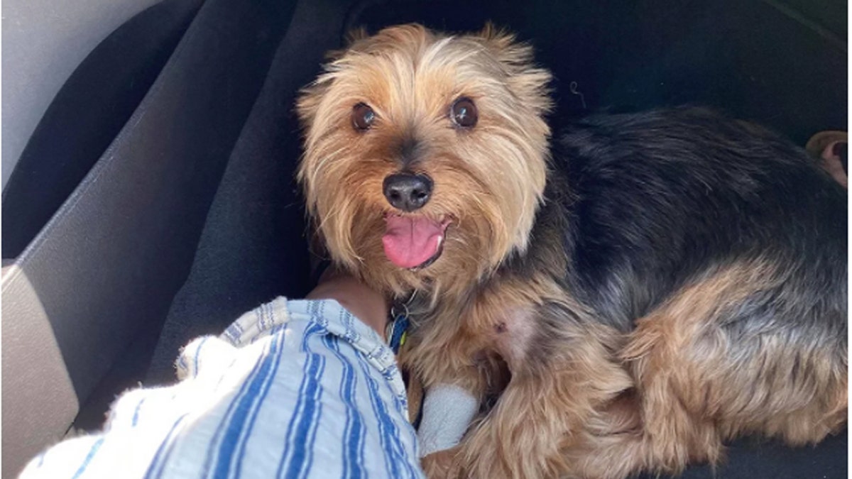 Eleven-year-old Yorkshire Terrier was bitten by a rattlesnake in South Dakota while on a walk with its owners, Devin Diede and Alex. (Photo courtesy of Devin Diede)