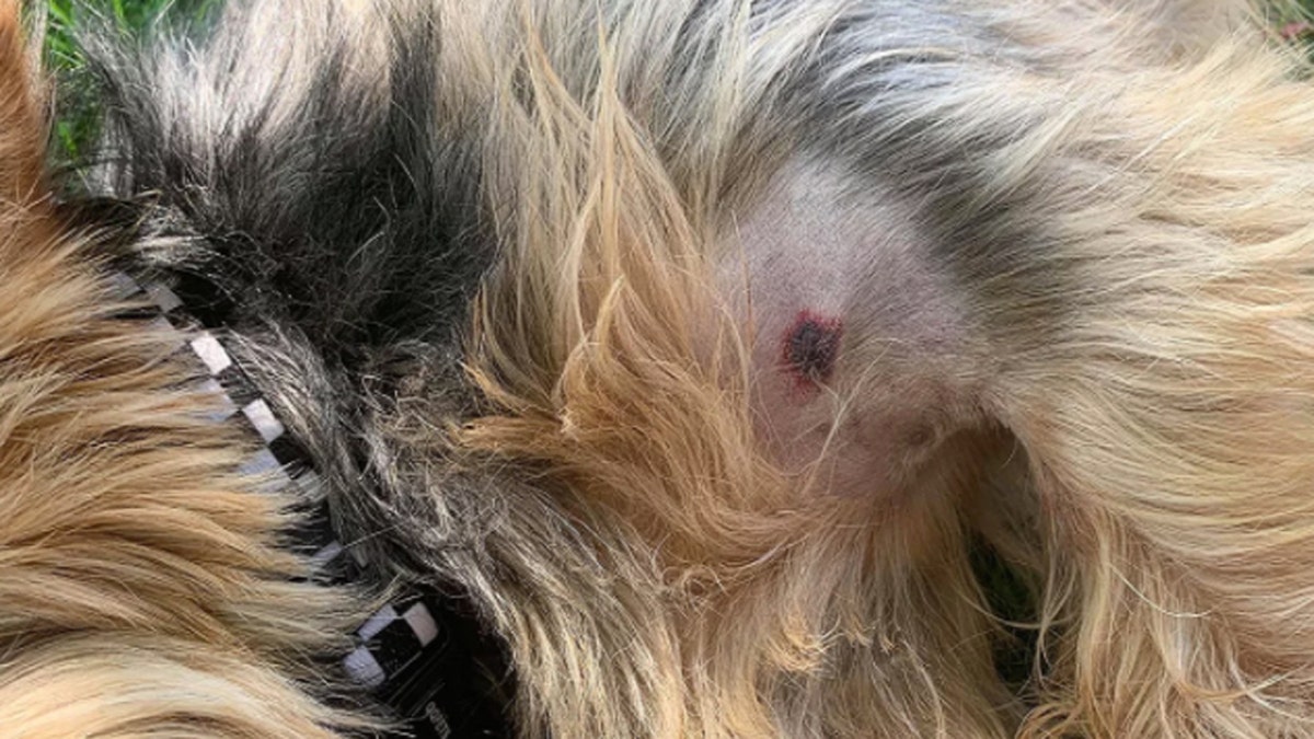 Bear the dog was bit by a rattlesnake in South Dakota. A single puncture wound on the dog’s chest is all that remains from the ordeal. (Photo courtesy of Devin Diede)