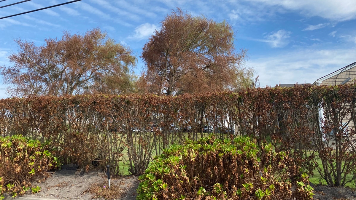 Several trees have withered, brown leaves on one side and are a normal green on the other on New York's Long Island after Tropical Storm Isaias.