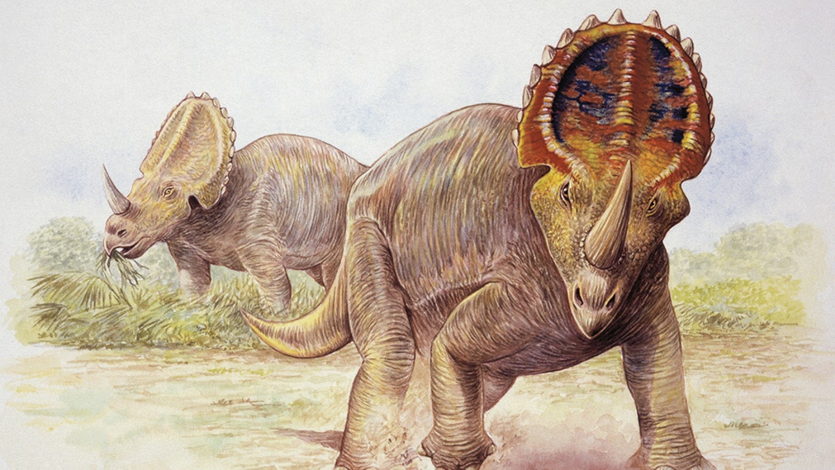 Illustration of two Centrosauruses (Photo by De Agostini via Getty Images/De Agostini via Getty Images)
