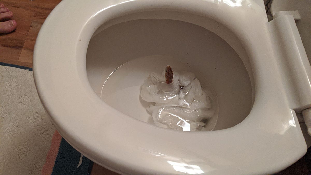 Stewart discovered the snake slither up through the bowl when she checked to see why the toilet wouldn't flush.