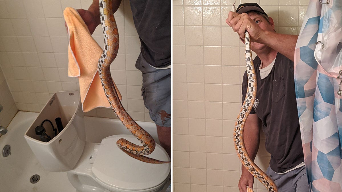 Sanford wrangled the four-foot corn snake from the apartment's toilet.