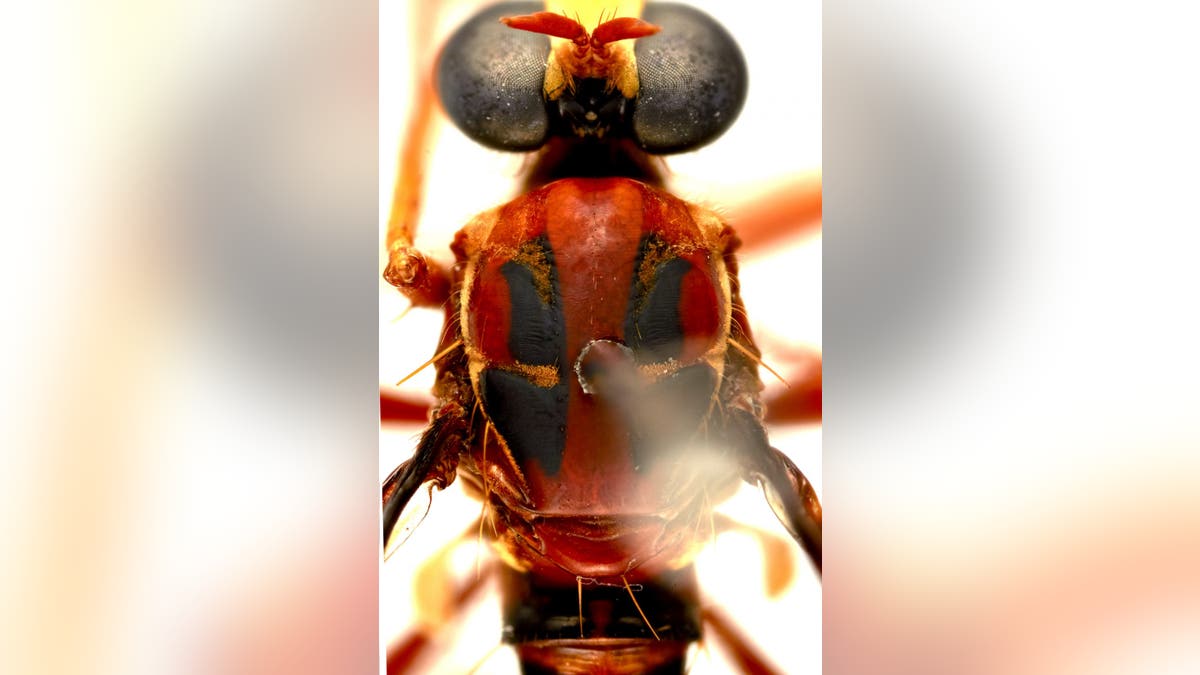 Deadpool fly (Humorolethalis sergius) has markings on its back that resemble Deadpool’s mask. (Credit: CSIRO)