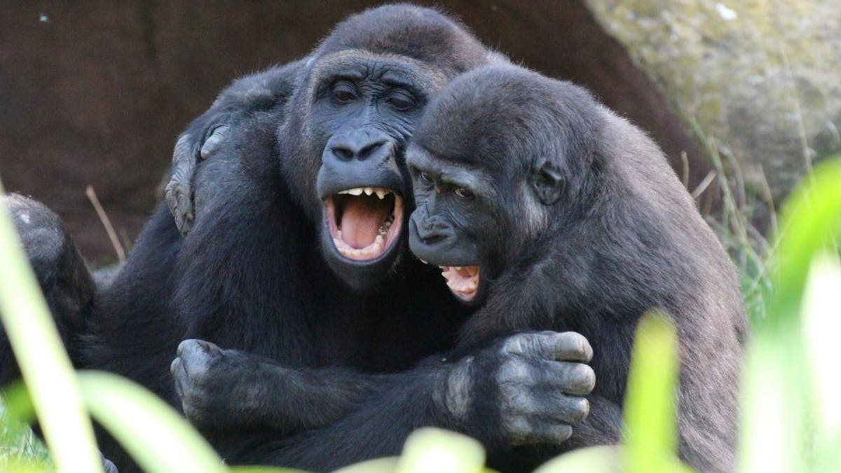 This adorable picture set shows two gorilla siblings sharing a cuddle. (Credit: SWNS)