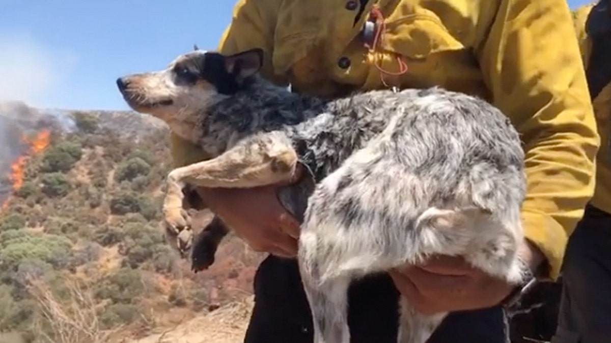 A missing Queensland heeler was found by firefighters battling the Apple Fire and returned to its owner.