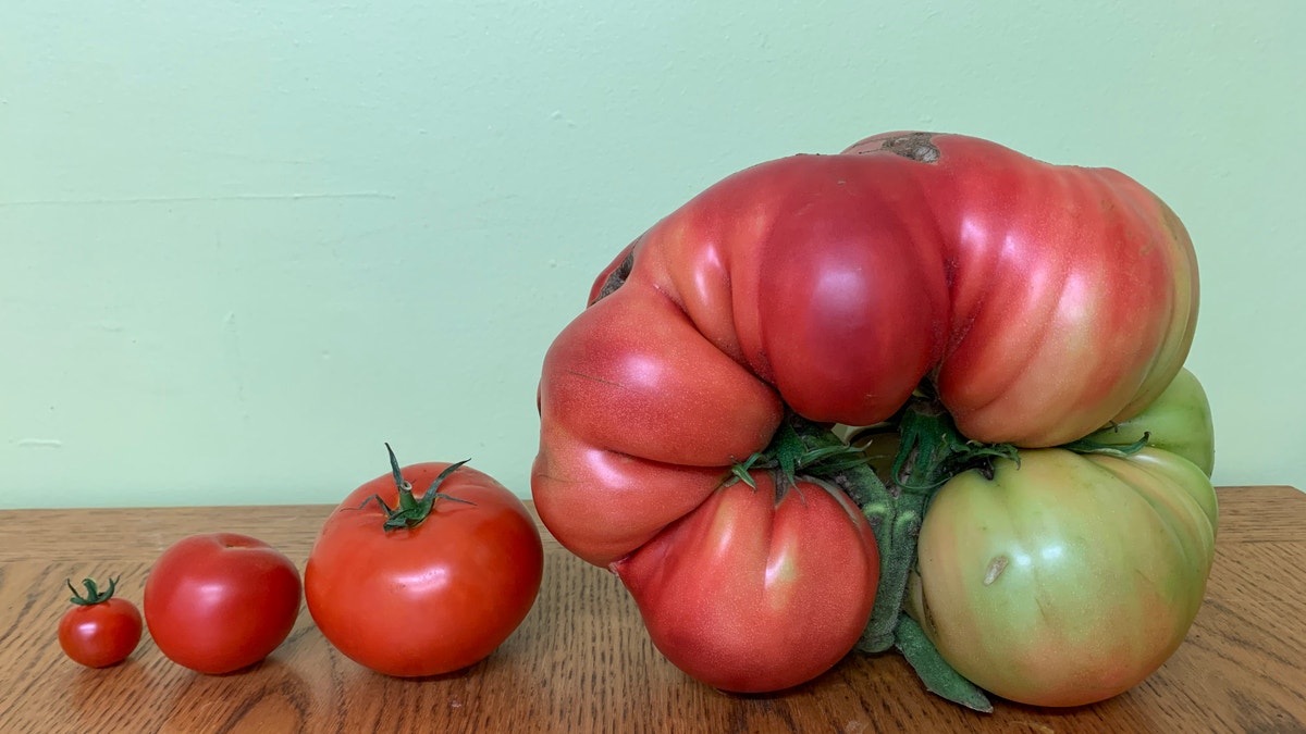 Vince's Market - The beefsteak tomato is one of the largest