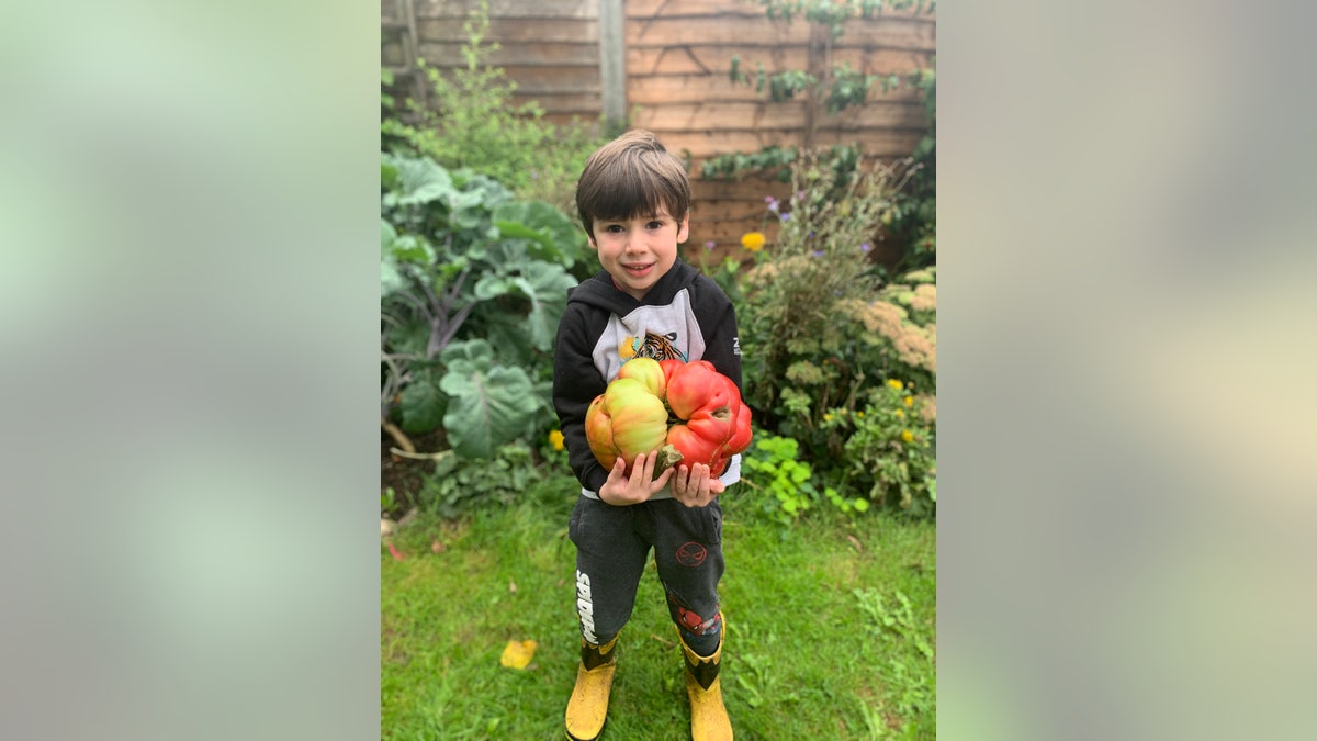 Smith watered his tomato plant at least once every day for over two months, using water with a bit of liquid seaweed mix.