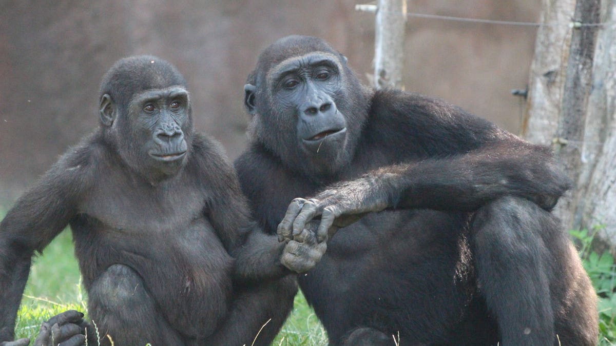 These adorable pics show gorilla siblings Ajabu and his older brother Nuru having a cuddle and a bundle at Prague Zoo on August 17, 2020. (Credit: SWNS)