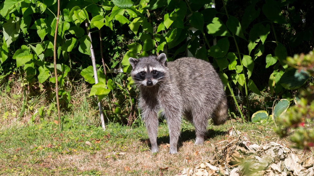 Forty animals have tested positive for rabies in 14 of Maine’s 16 counties this year. (iStock)