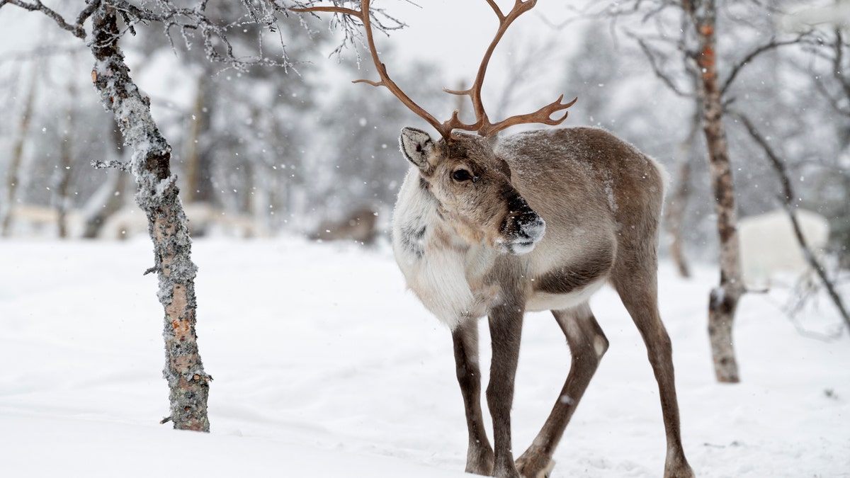 Reindeer are among some of the animals found to be in the high-risk group of getting infected by COVID-19, according to a new study. (iStock)
