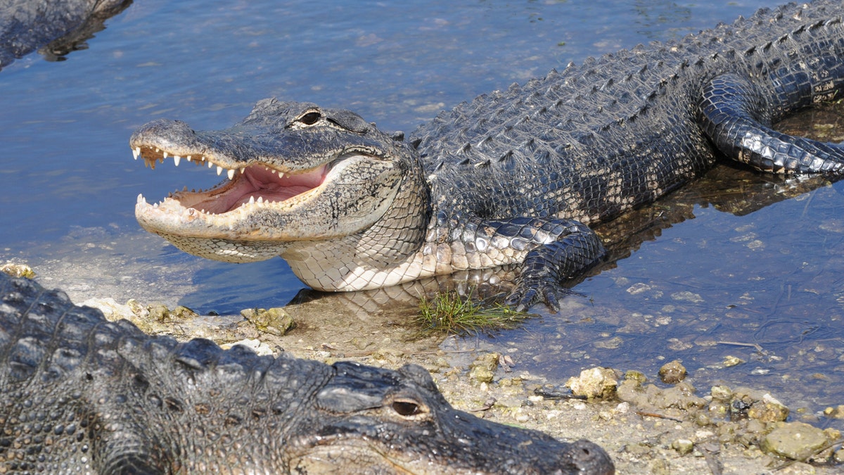 Two alligators were stolen from Pearce's Pet Place in early August 2020. Police are searching for the animals in Pennsylvania. (iStock)