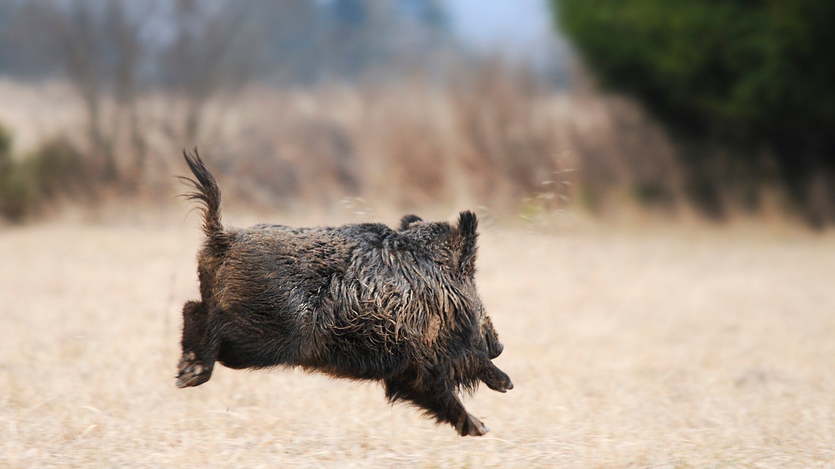 The family of boars?“seemed to be peaceful,” though, she wrote in the post – that is until they apparently developed a taste for electronics.