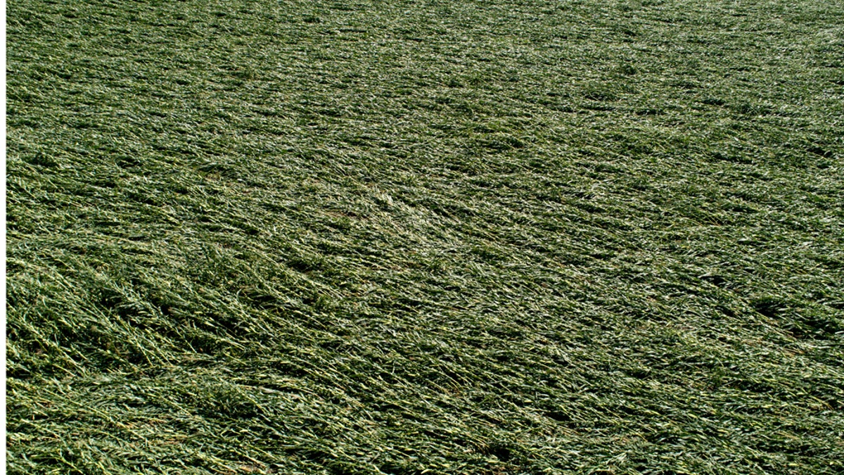 Iowa Gov. Kim Reynolds said that early estimates indicate that 10 million acres, or nearly a third of the state's crop land was damaged in a powerful storm that battered the region a day earlier.
