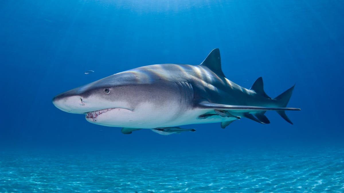 Lemon Shark and Sunrays