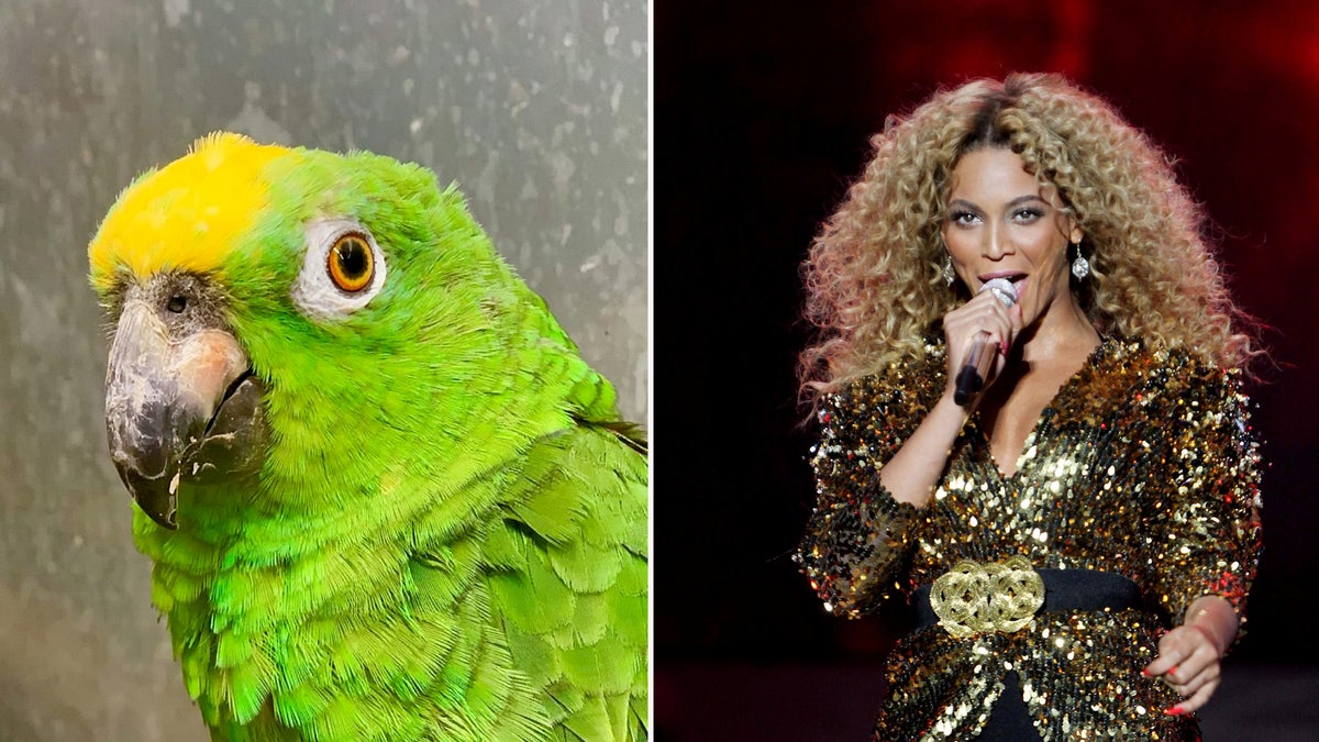 Chico the parrot has become a social media sensation for belting out hit tunes by Beyoncé.
